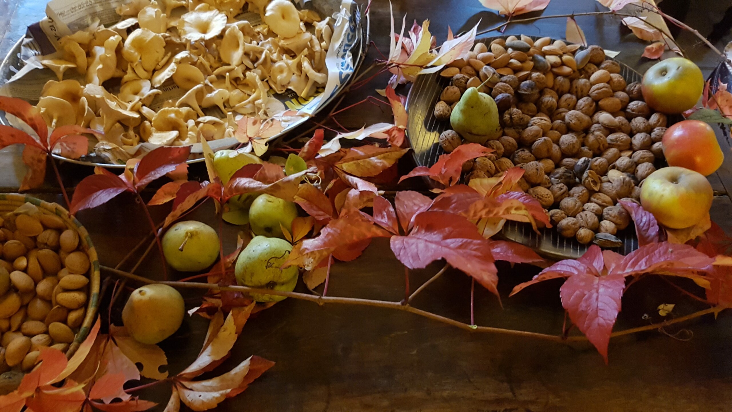 20181014_181056 La cueillette d'automne
